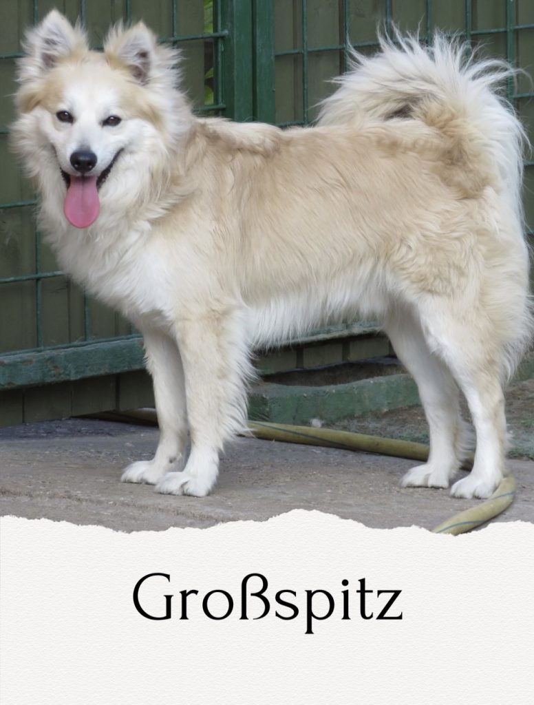 Spitz Rase Spitz - Spitz & Pawtners e.V.