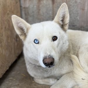Kira