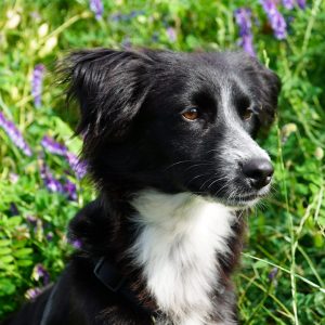 Milo – PS in 33824 Werther
