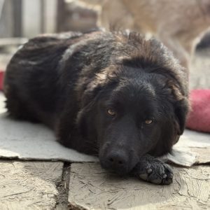 Elli