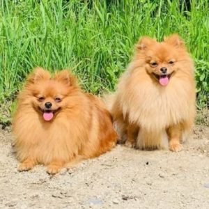 Lilli & Fee – PS in 96450 Coburg