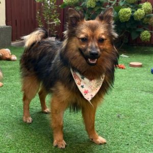 Lilo – PS in 53940 Hellenthal