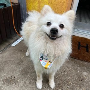 Hugo
