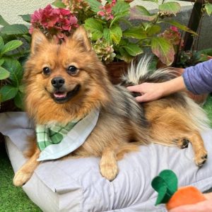 Tobi