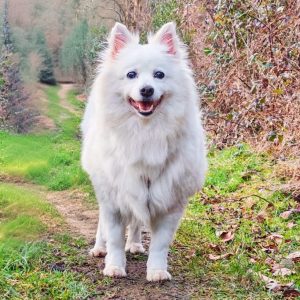 Ariel – PS in 52224 Stolberg