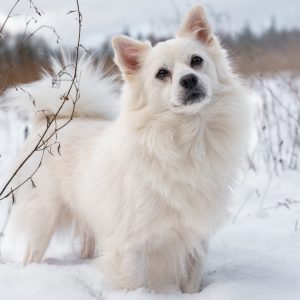 Gino – PS in 95346 Stadtsteinach