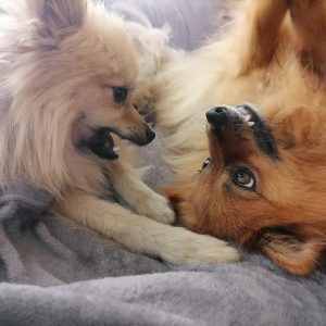 Erfahrungsbericht Lissy & Kimmy