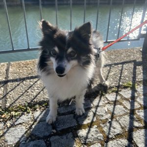 Oreo – PS in 93309 Kelheim