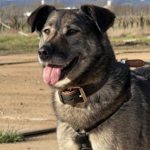 Alva – PS in 56218 Mülheim-Kärlich