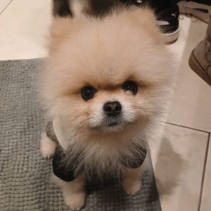 Chico – PS in 56566 Neuwied