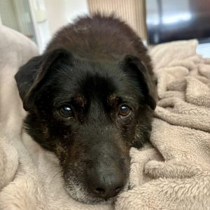 Keks – PS in 37639 Bevern