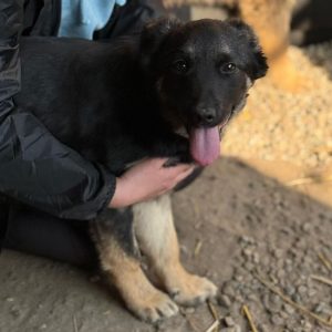 Sir Henry – PS in 33824 Werther