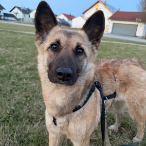 Rose – 84453 Mühldorf a.Inn