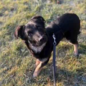 Sir Henry – PS in 33824 Werther