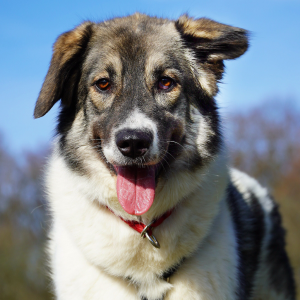 Hedi – PS in 08393 Meerane