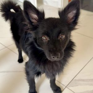 Thor – PS in 63110 Rodgau