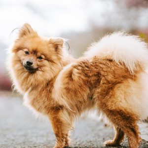 Nala – PS in 57074 Siegen