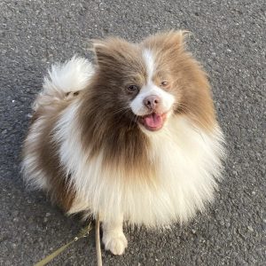 Mufasa – PS in 45739 Oer-Erkenschwick