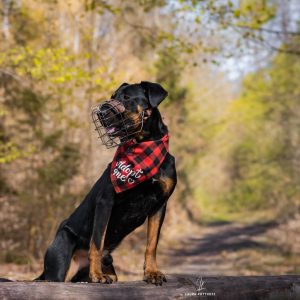 Foxy – PS in 59821 Arnsberg