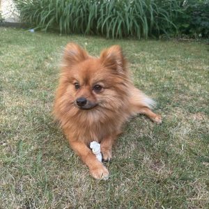 Yves – in 49080 Osnabrück