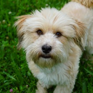 Lucky – PS in 09123 Chemnitz