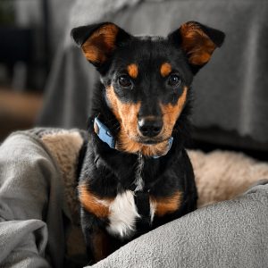 Mindy – PS in 51069 Köln