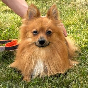 Leo – PS in 44894 Bochum