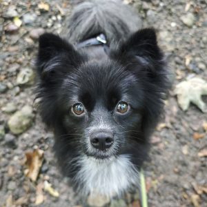 Frida – PS in 22949 Ammersbek