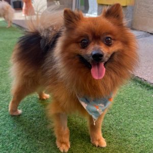 Gizmo
