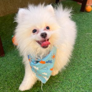 Sammy