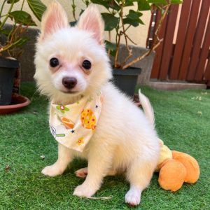 Theodore