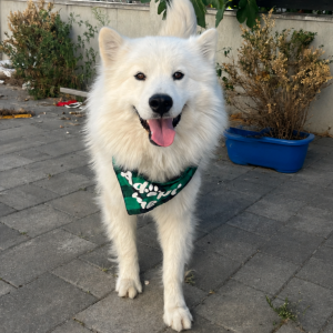 Koda