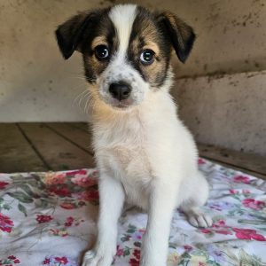 Nala