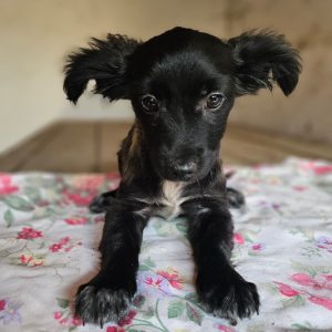 Milli