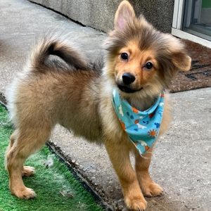 Duke