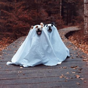 Spitz&Pawtners Spendenwalk – Halloween Edition