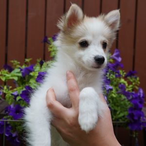 Lumi