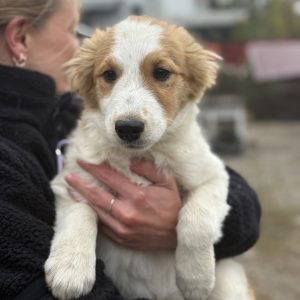 Lulu