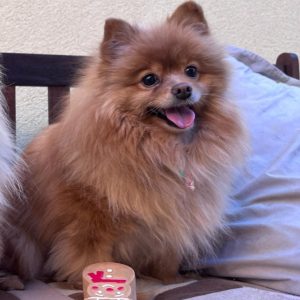 Biscuit
