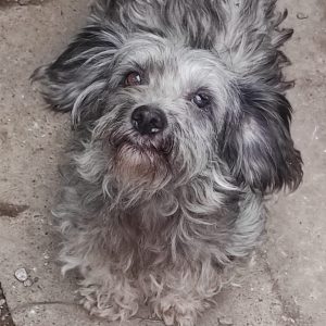 Pufi Grey