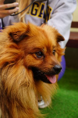 Balu