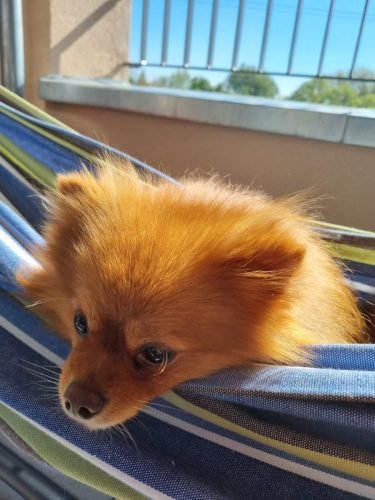 Tobi