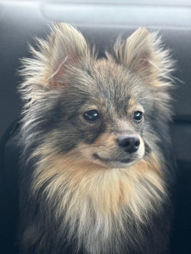 Finja