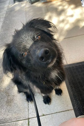 Rudi