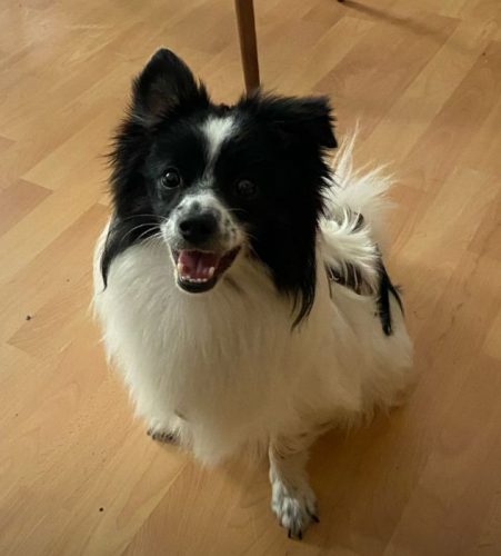 Peppino
