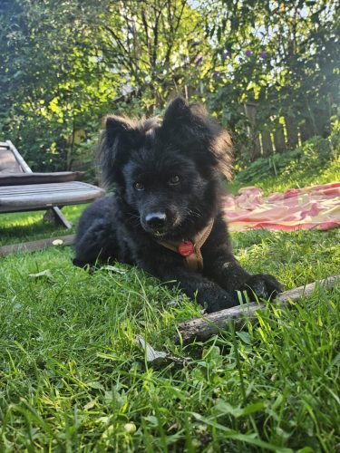 Koda
