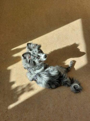 Lio