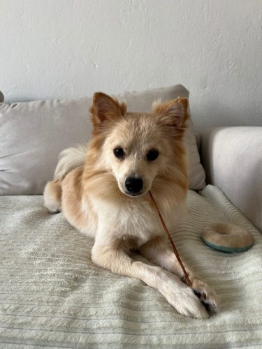 Biscuit