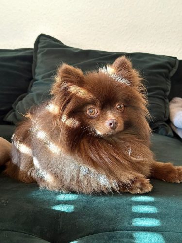 Bella