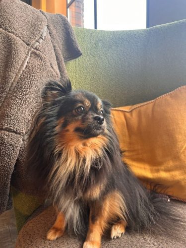 Ari